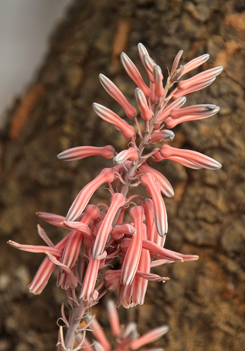 Aloe greatheadii var. greatheadii