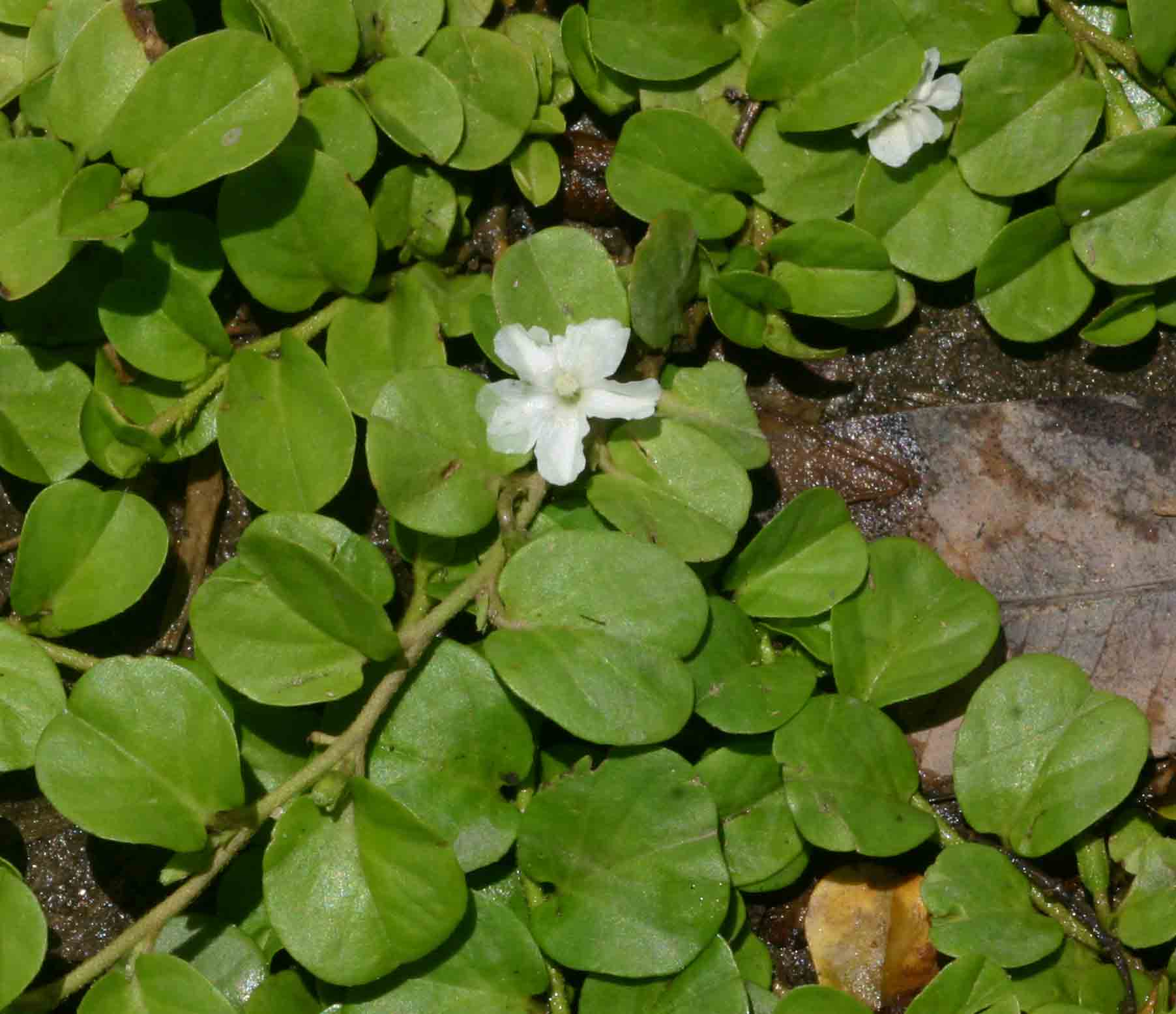 Evolvulus nummularius Evolvulus nummularius