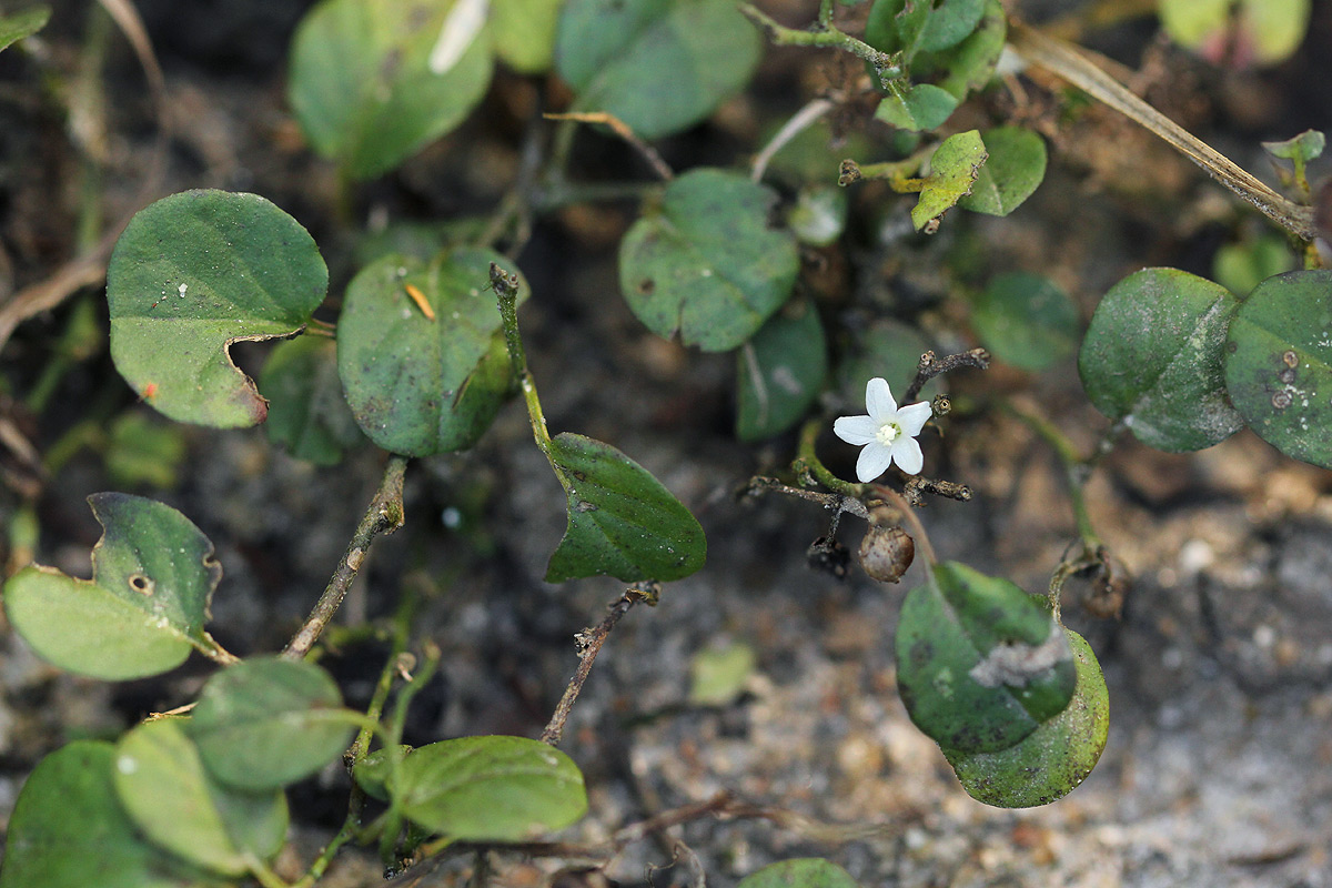 Evolvulus nummularius