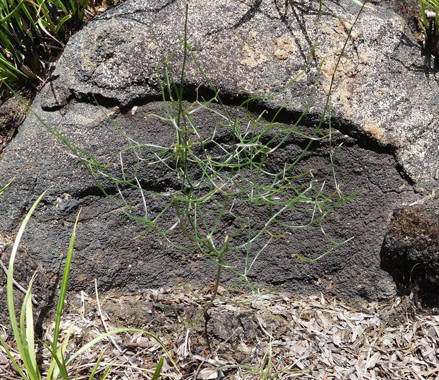 Schizobasis intricata