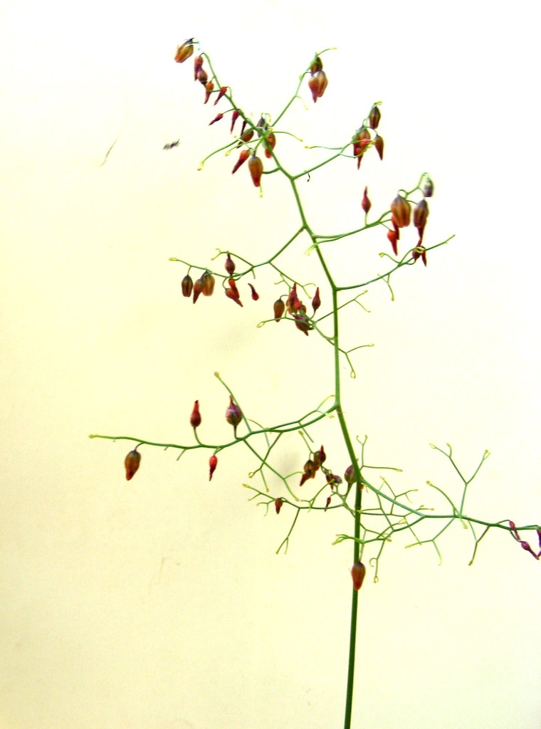 Schizobasis intricata