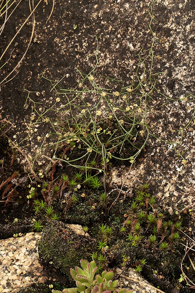 Schizobasis intricata