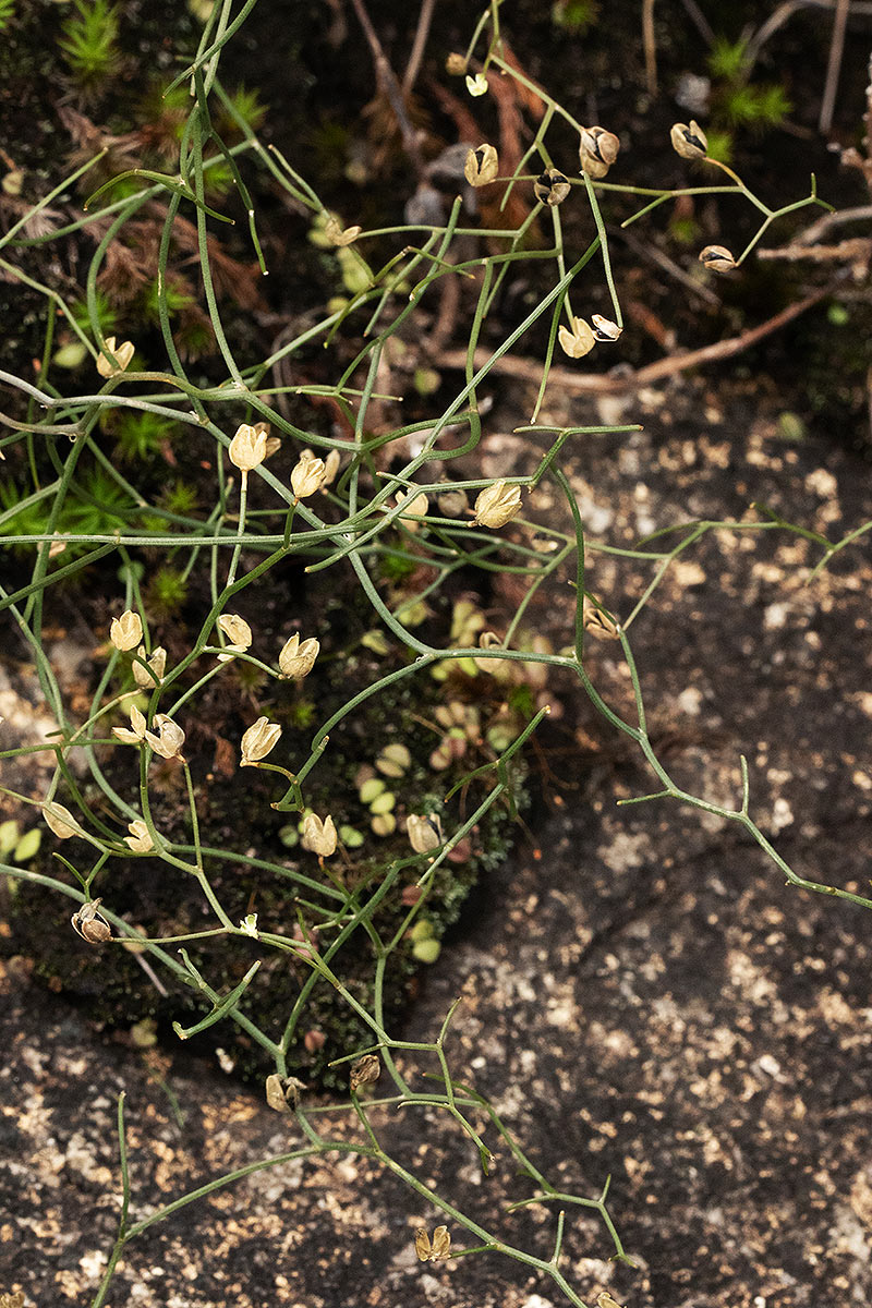 Schizobasis intricata