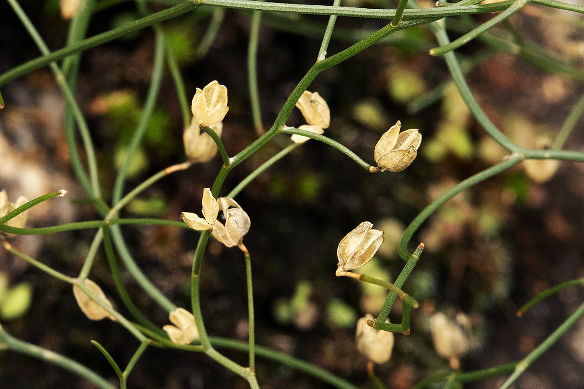 Schizobasis intricata