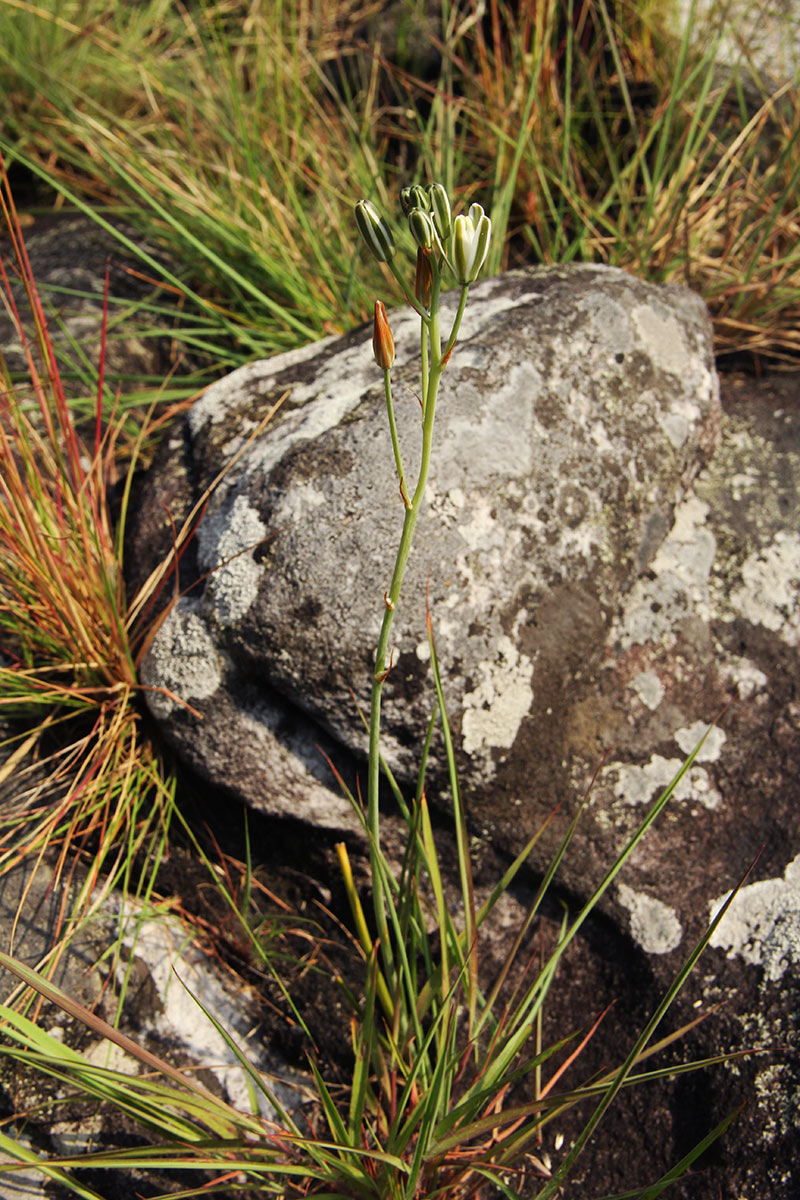 Albuca kirkii