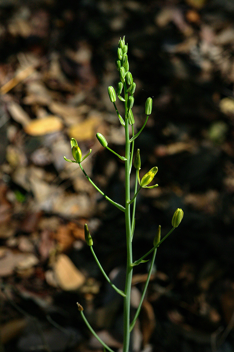 Albuca kirkii