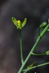 Albuca kirkii
