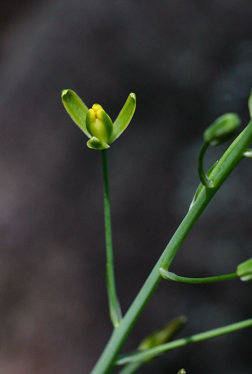 Albuca kirkii