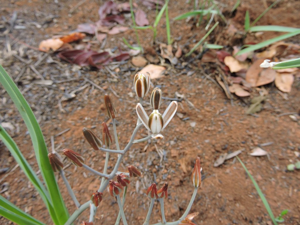 Albuca kirkii