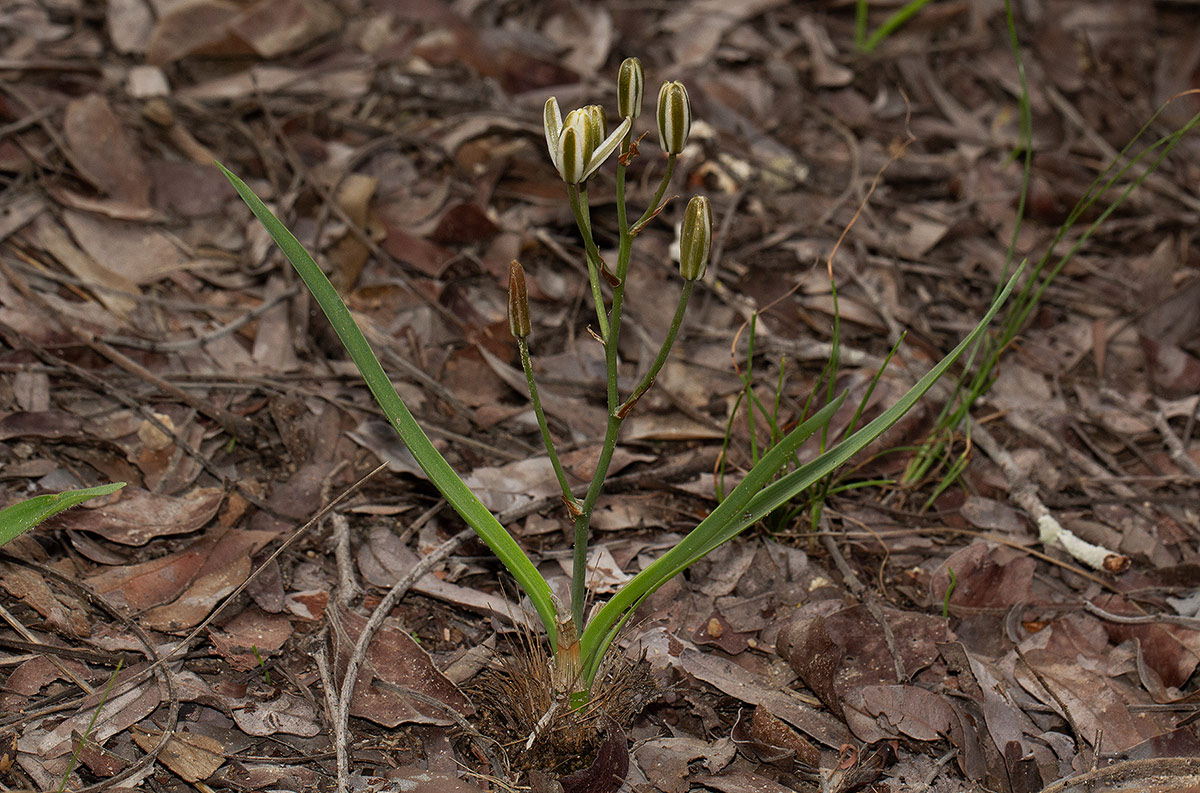 Albuca kirkii