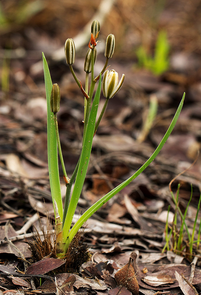 Albuca kirkii