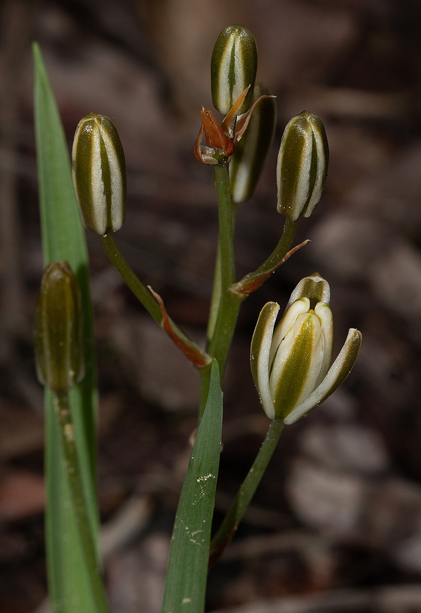 Albuca kirkii