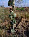 Albuca abyssinica