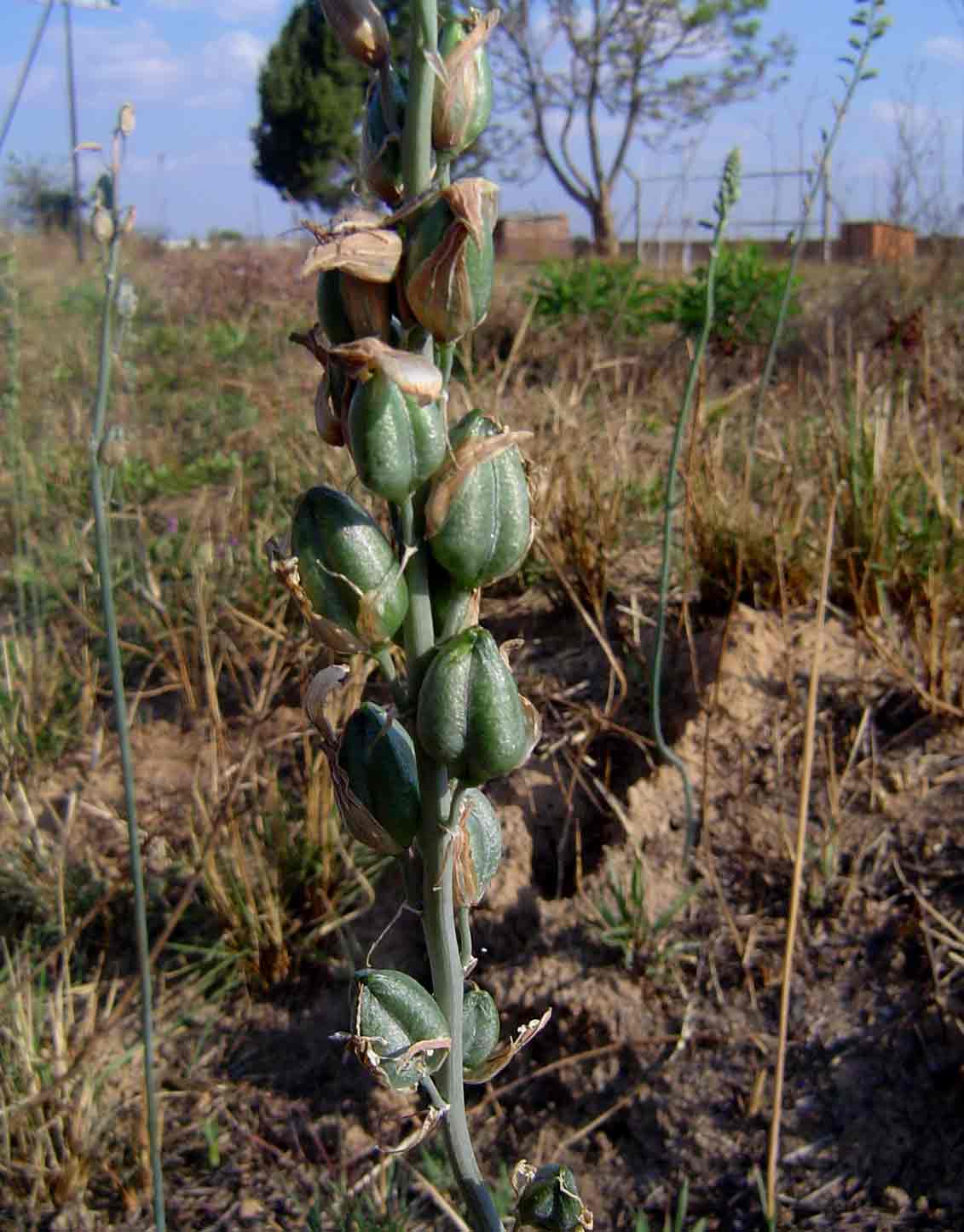 Albuca abyssinica