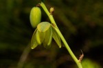 Albuca abyssinica