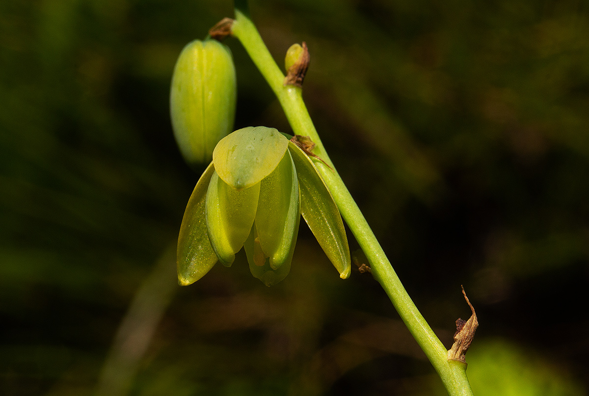 Albuca abyssinica