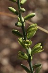 Albuca abyssinica