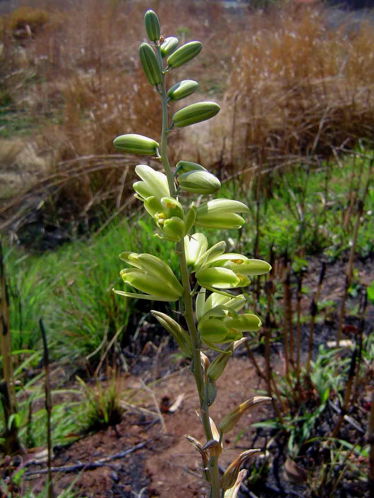 Albuca abyssinica