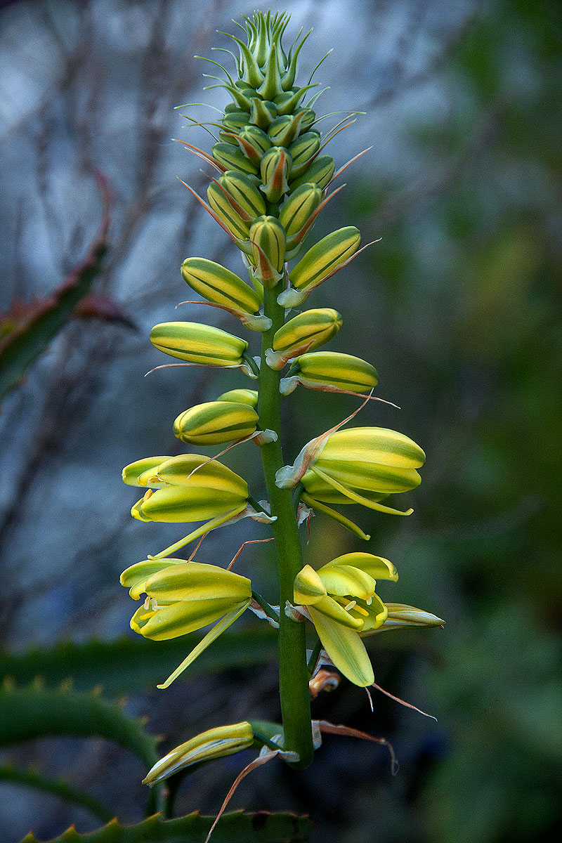 Albuca abyssinica