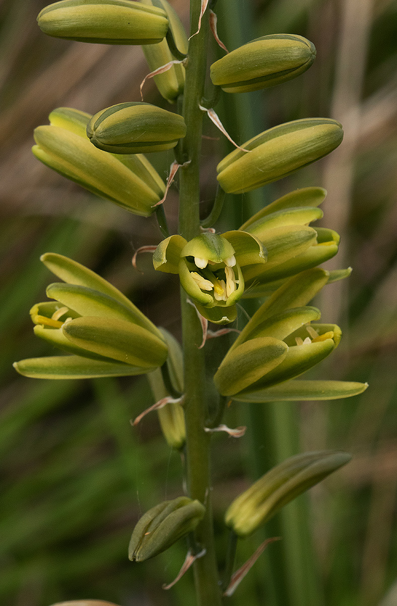 Albuca abyssinica