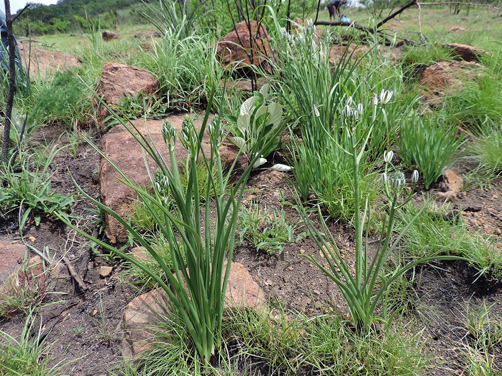 Albuca setosa