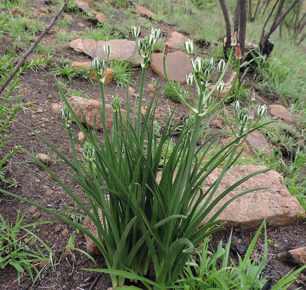 Albuca setosa