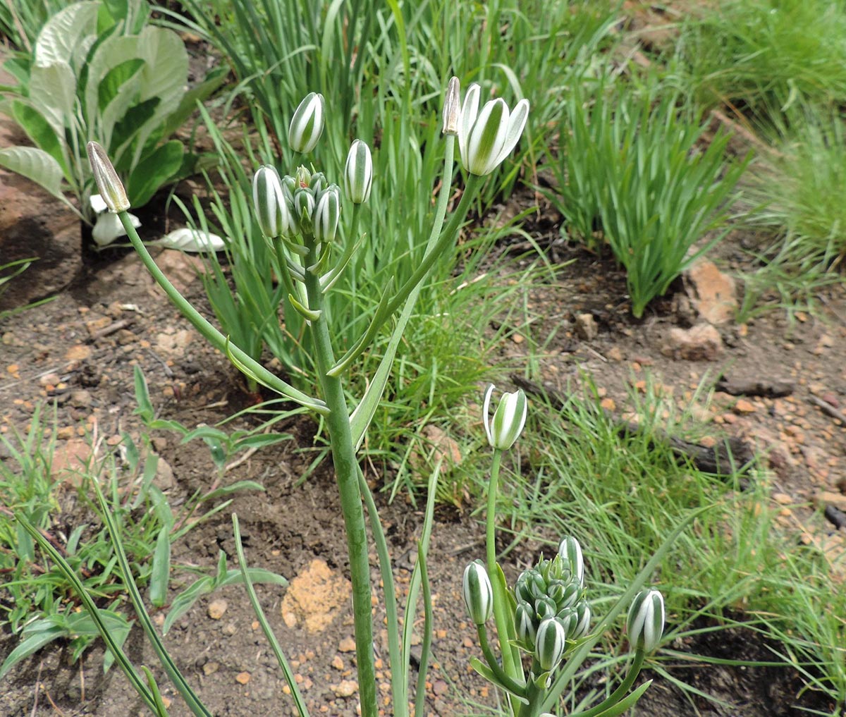 Albuca setosa