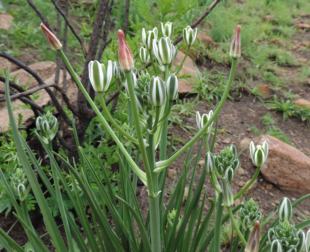 Albuca setosa