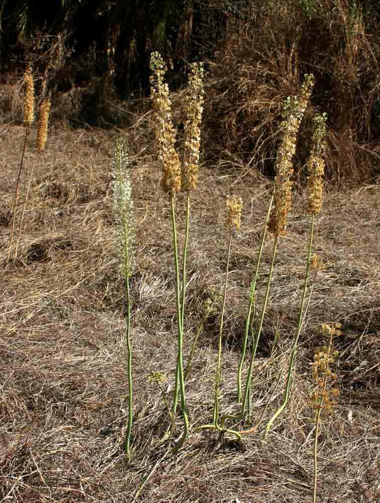 Drimia altissima Drimia altissima