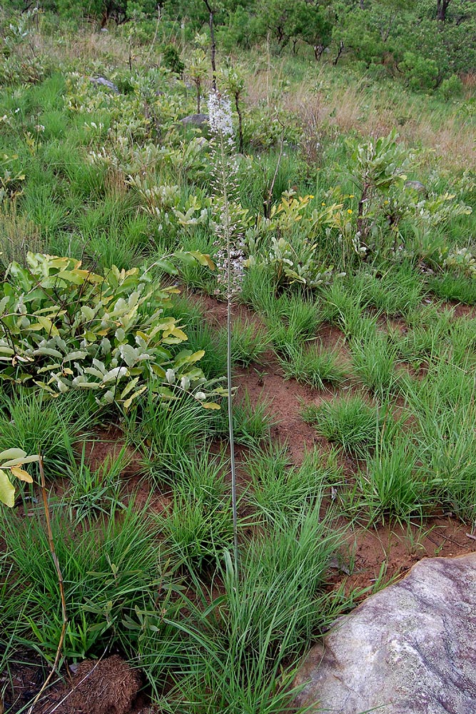 Drimia altissima Drimia altissima