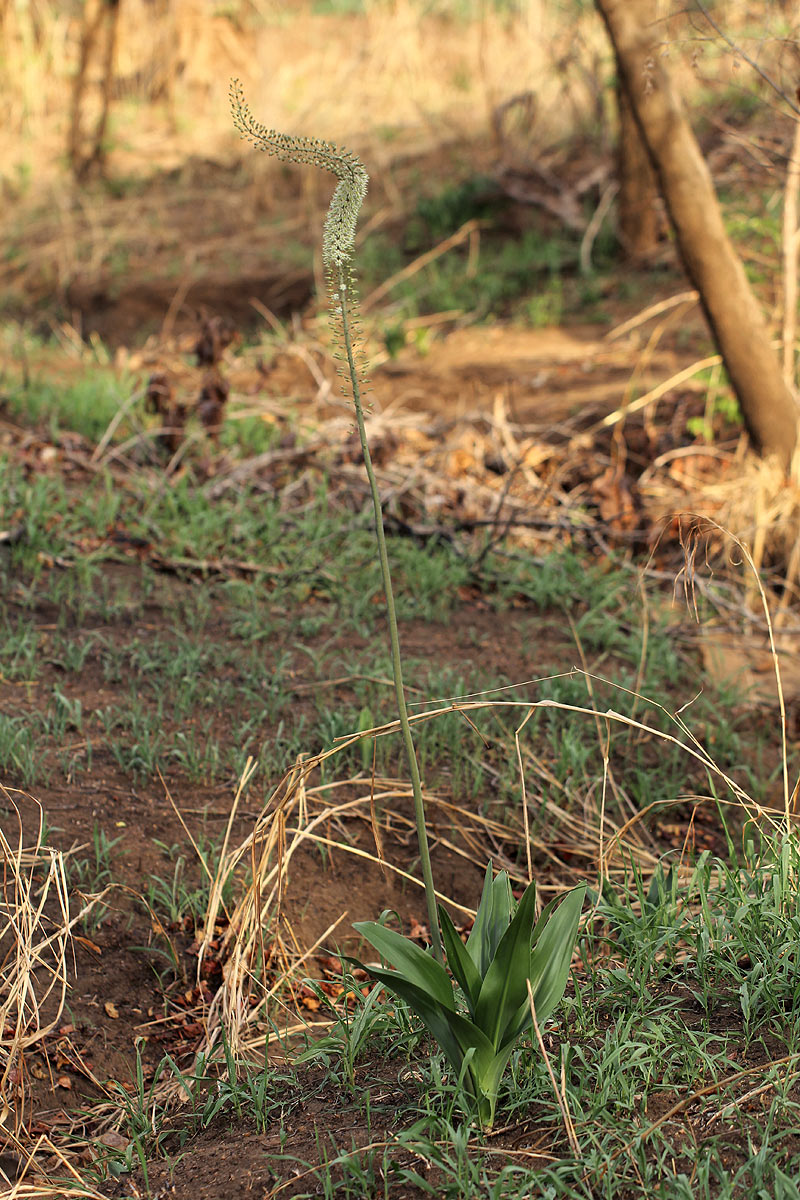 Drimia altissima Drimia altissima