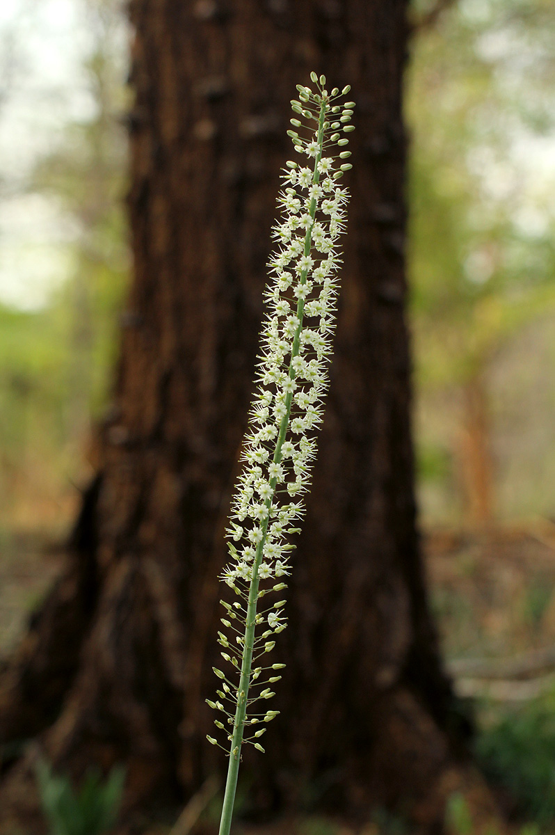 Drimia altissima Drimia altissima
