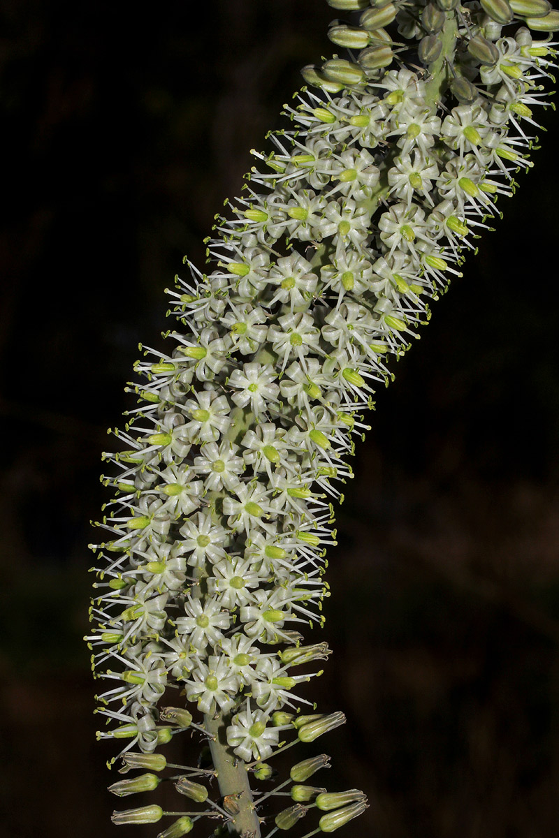 Drimia altissima Drimia altissima