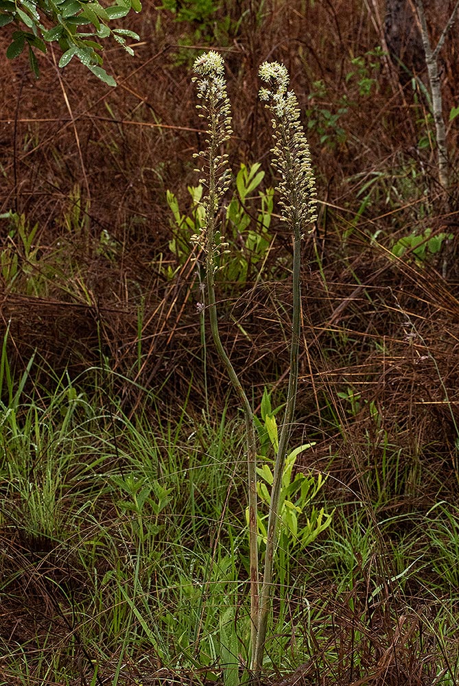 Drimia altissima Drimia altissima