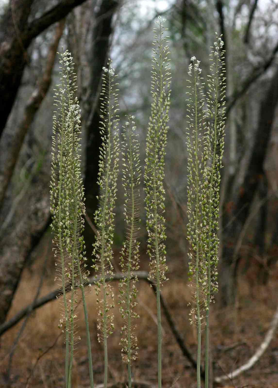 Drimia altissima Drimia altissima