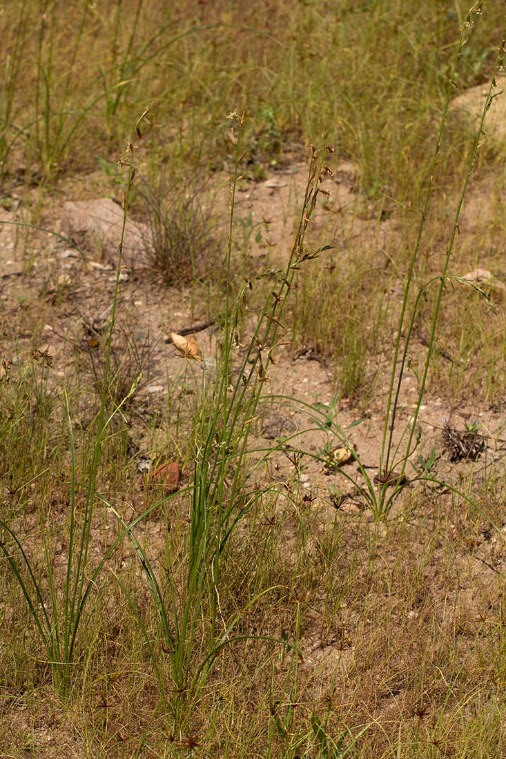 Dipcadi longifolium Dipcadi longifolium