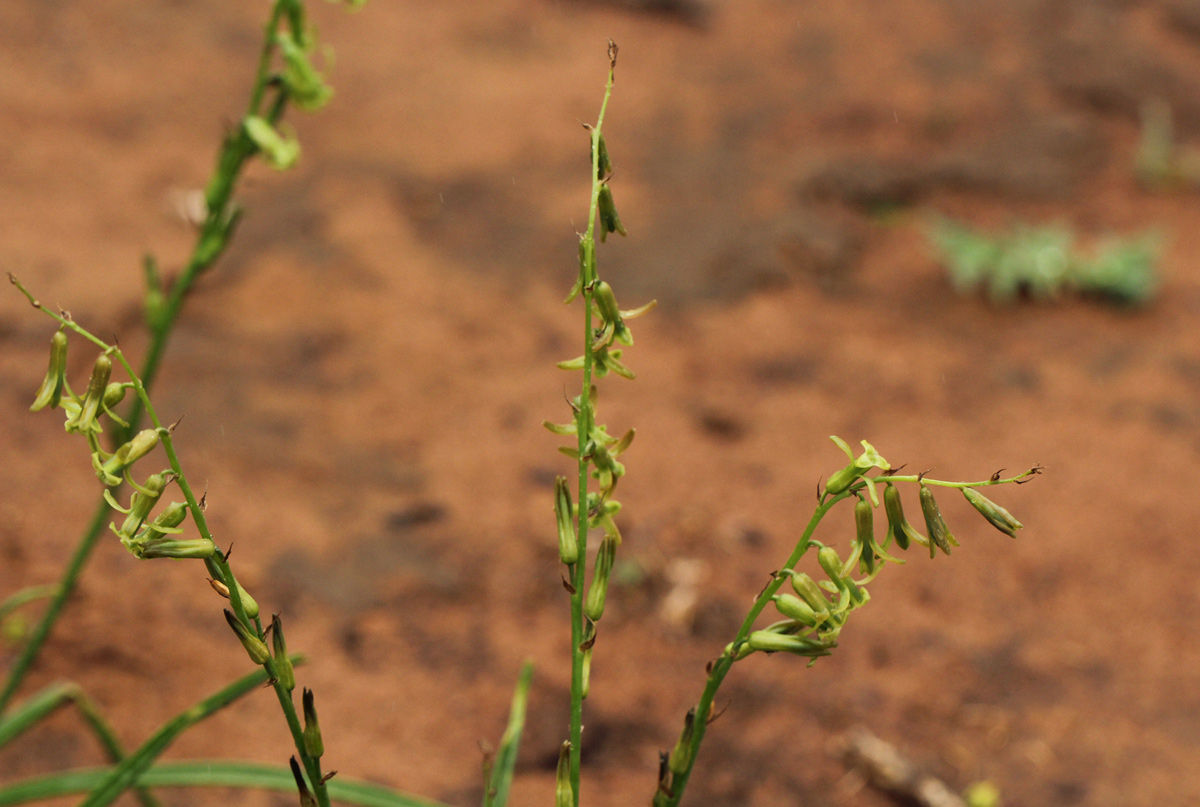 Dipcadi marlothii Dipcadi marlothii