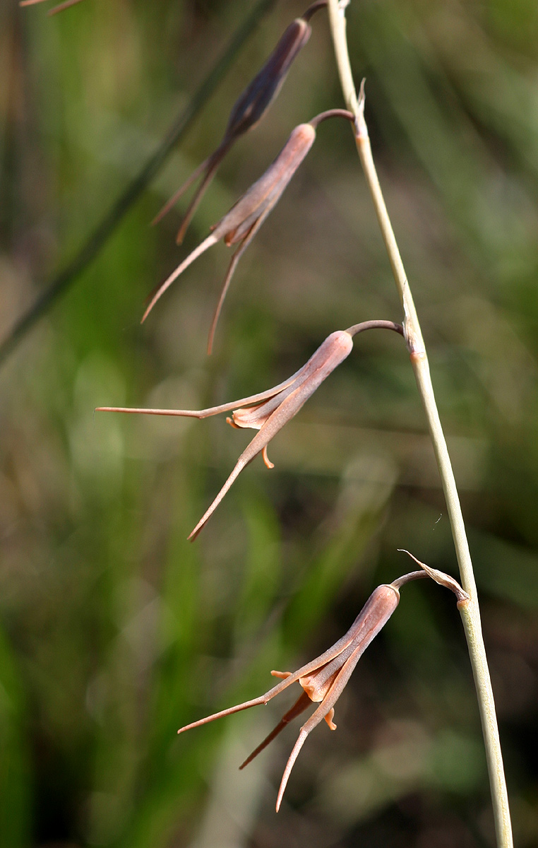 Dipcadi viride Dipcadi viride