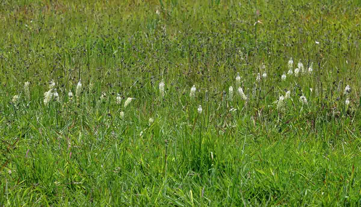 Schizocarphus nervosus