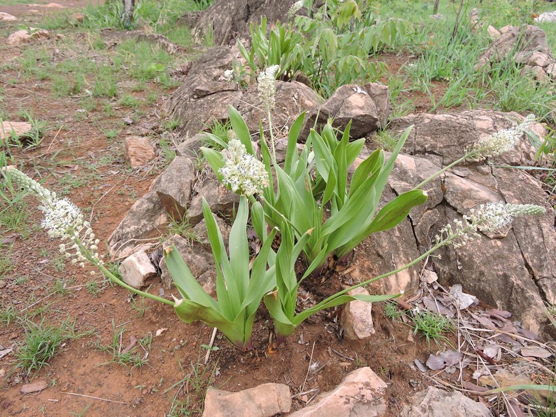 Schizocarphus nervosus Schizocarphus nervosus