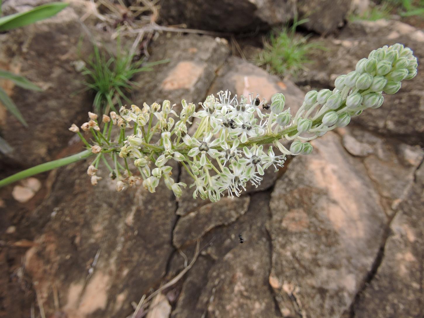 Schizocarphus nervosus Schizocarphus nervosus