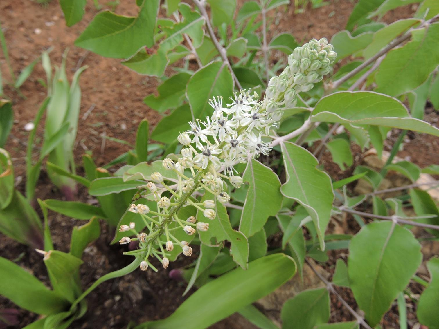 Schizocarphus nervosus Schizocarphus nervosus