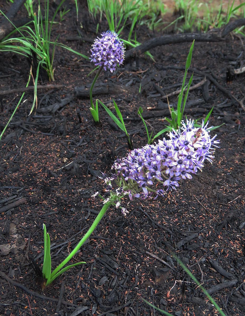 Schizocarphus nervosus