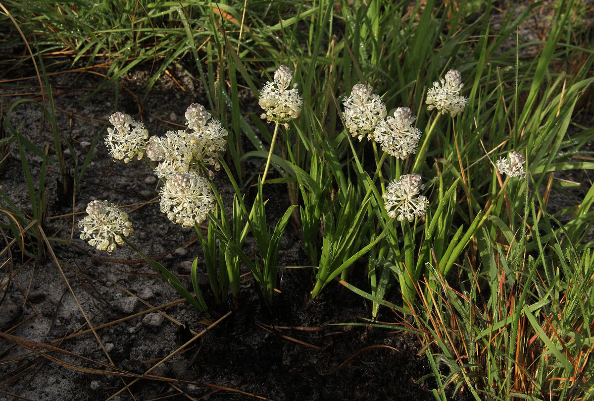 Schizocarphus nervosus