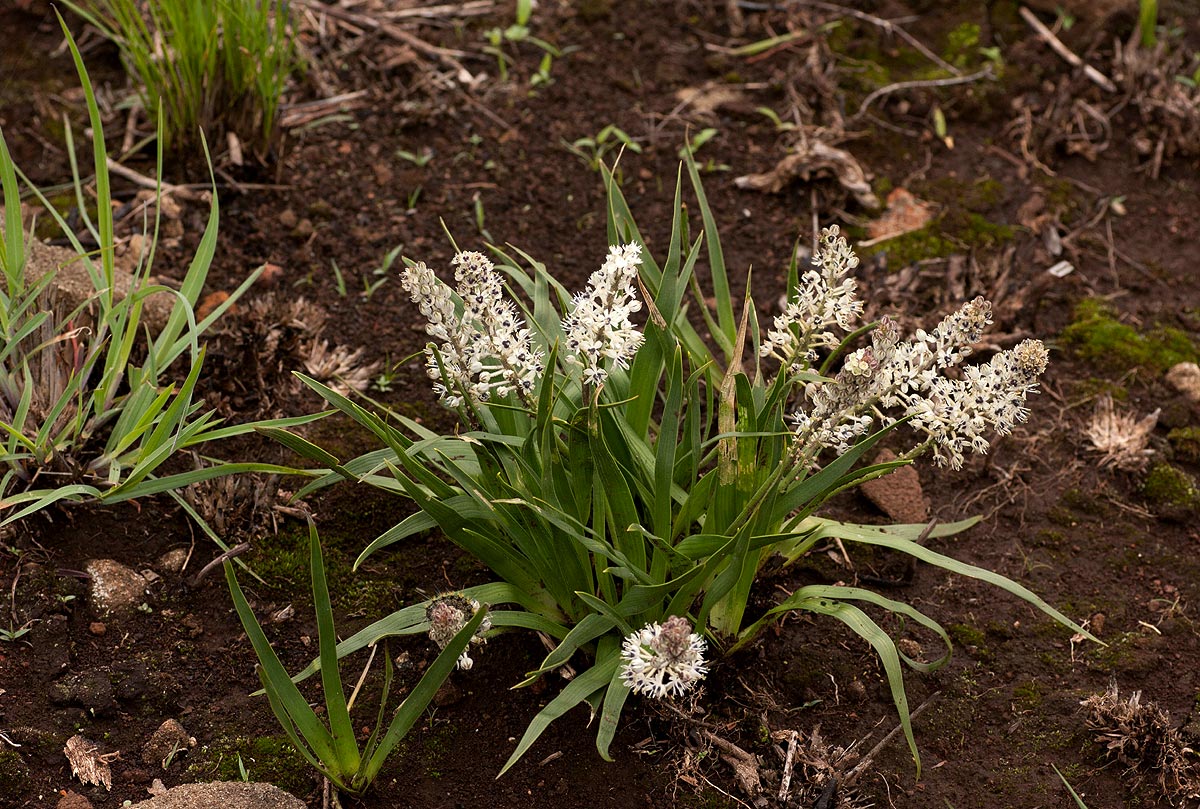 Schizocarphus nervosus