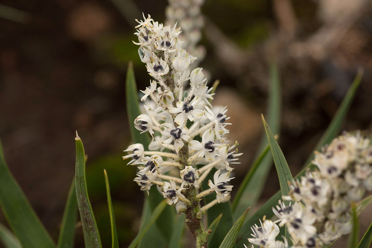 Schizocarphus nervosus