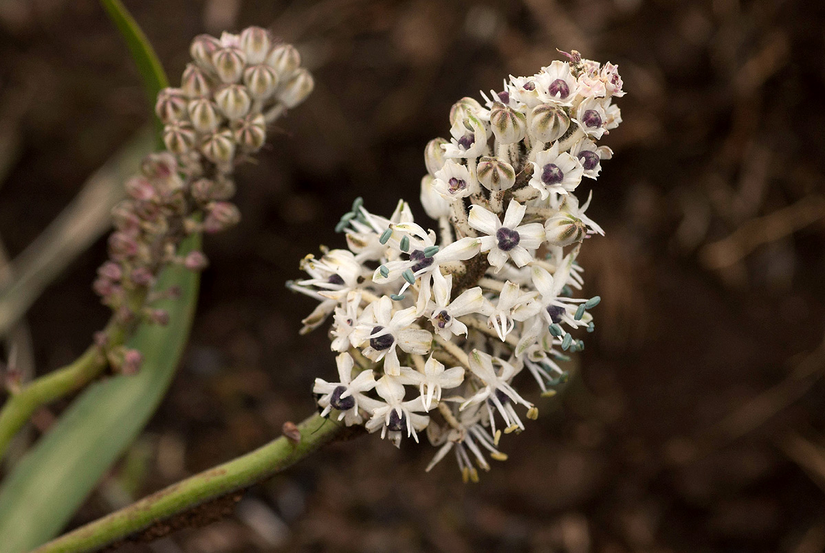 Schizocarphus nervosus