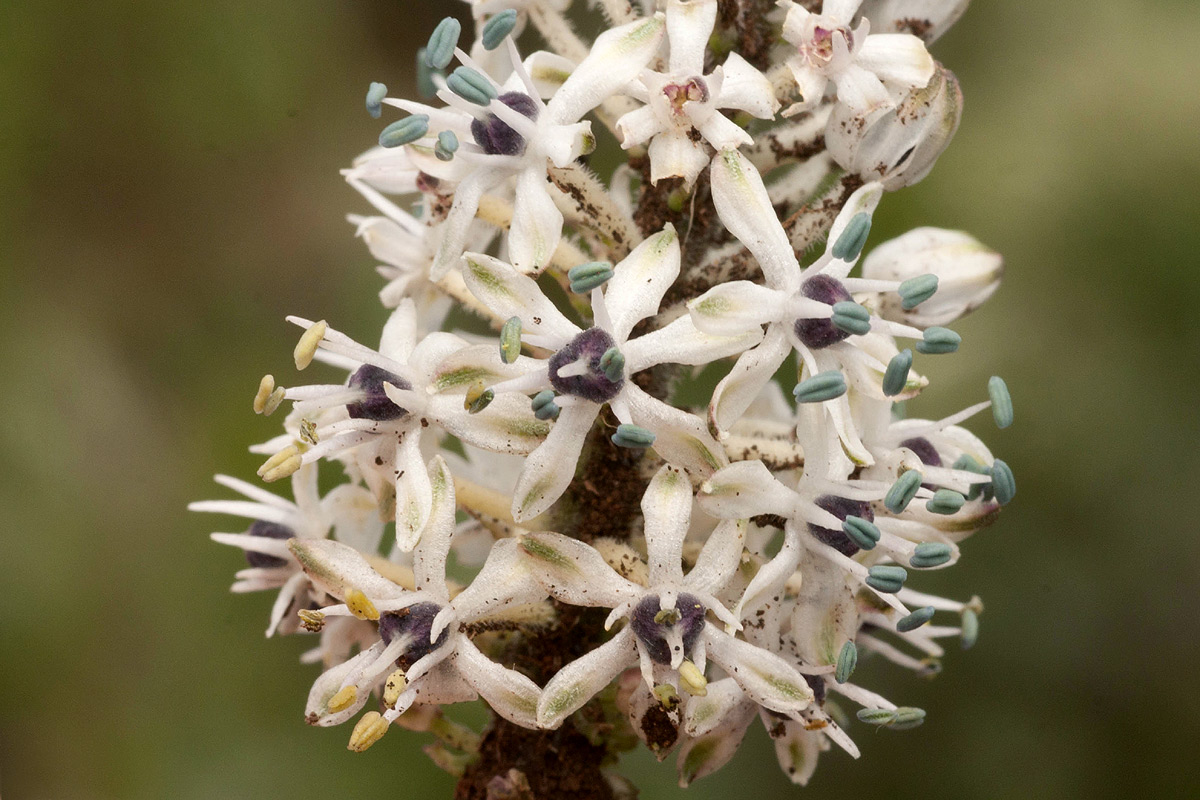 Schizocarphus nervosus