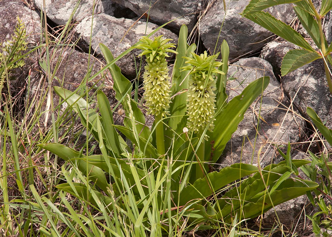 Eucomis autumnalis Eucomis autumnalis