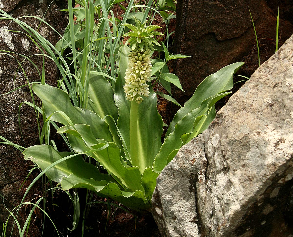 Eucomis autumnalis